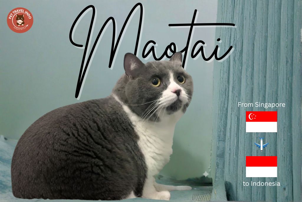 exporting pets from singapore to indonesia