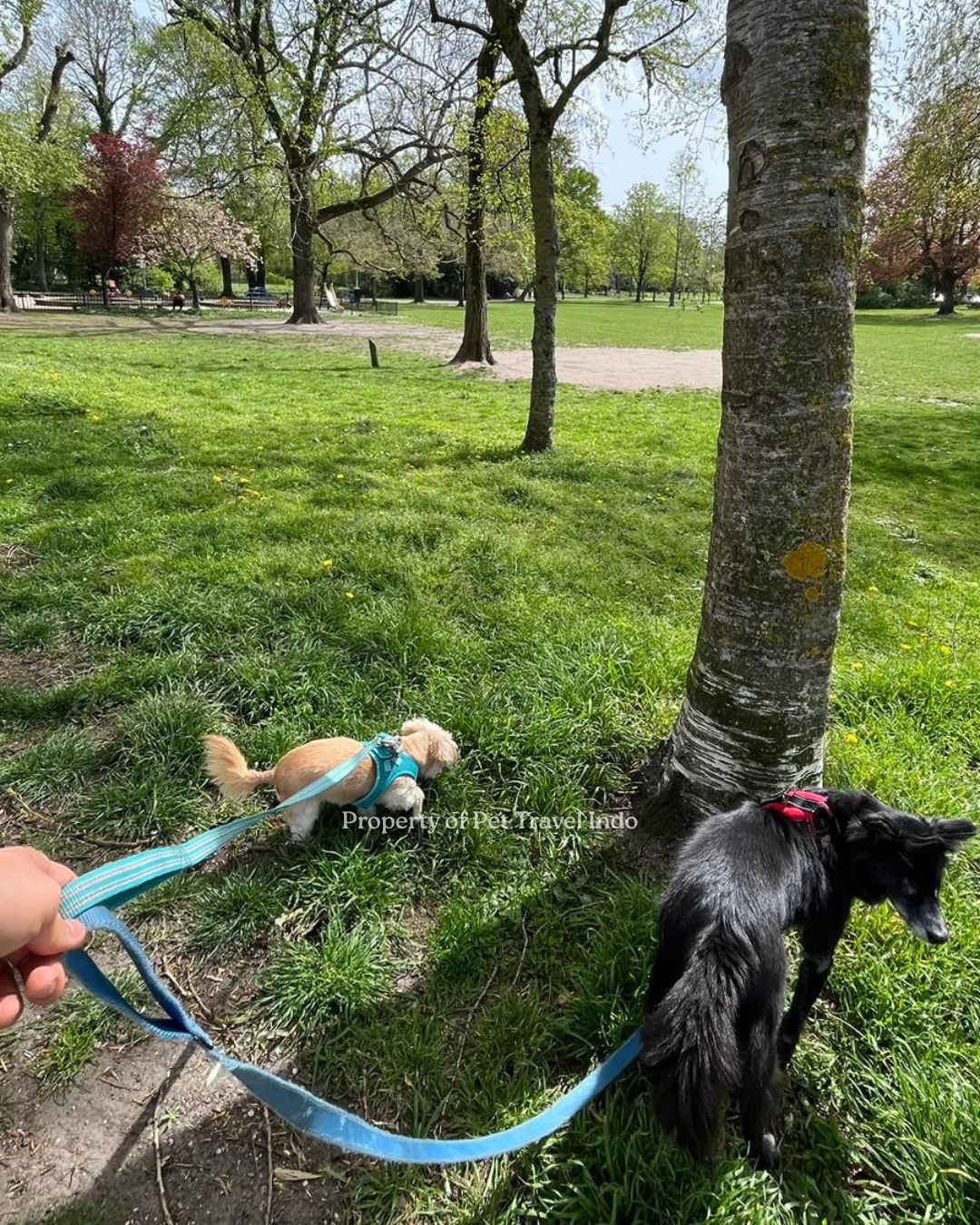 Sunny & Lilly finally arrived and walking around in Netherland 🇳🇱