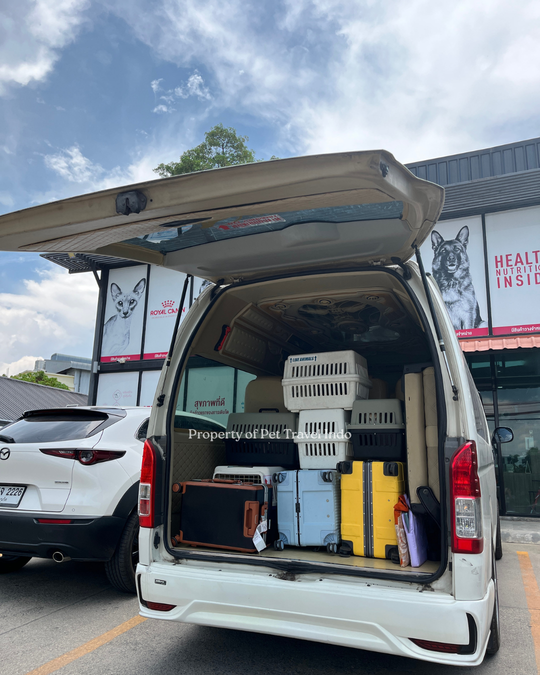 4 Cats 2 Dogs from Phuket 🇹🇭 to Indonesia 🇮🇩 special assisted by our VIP team