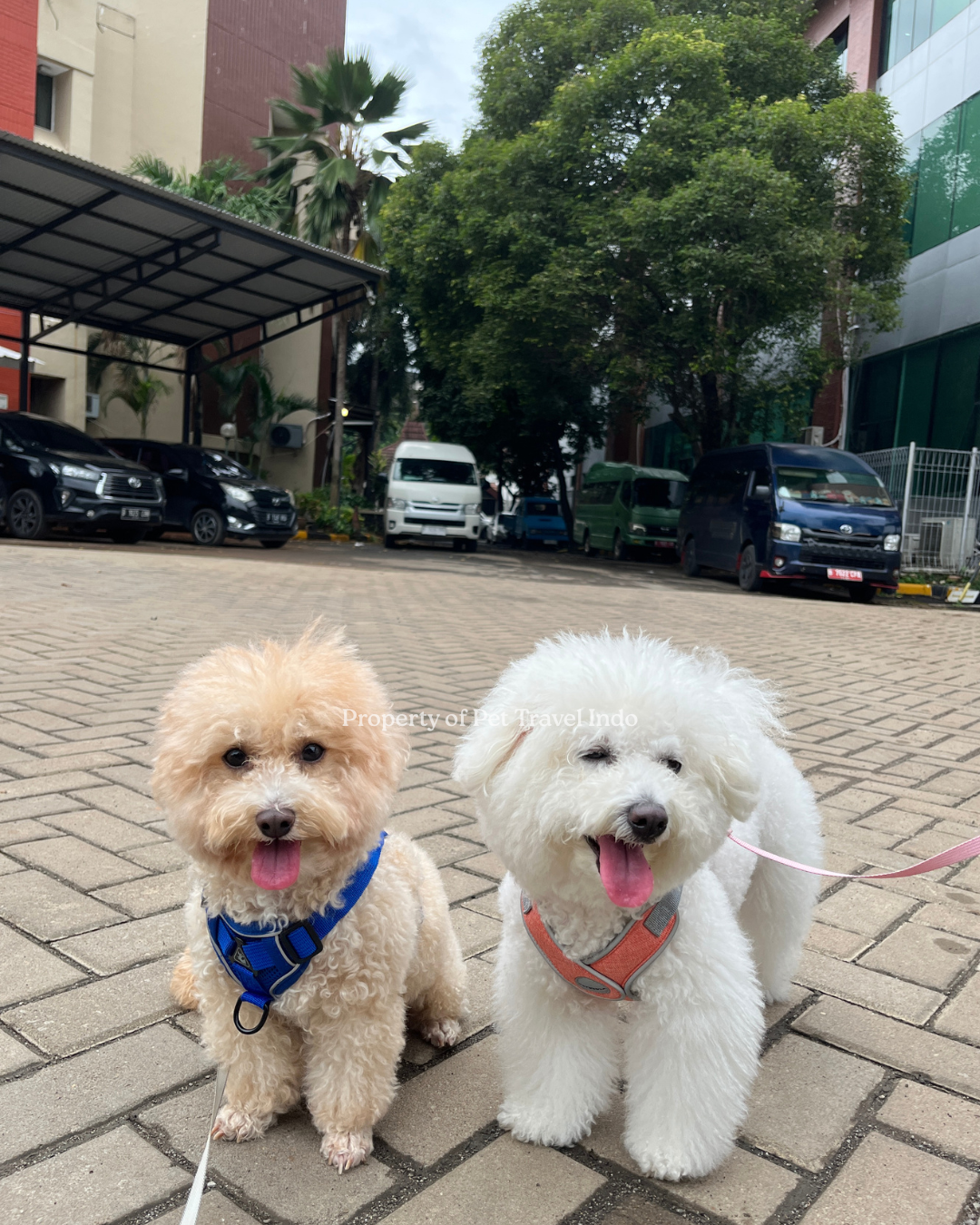 Qiqi and Twotwo now officially in Indonesia 🇮🇩
