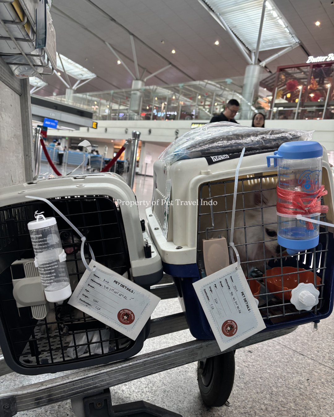 Hiro & Kuro from Cambodia 🇰🇭 to Indonesia 🇮🇩