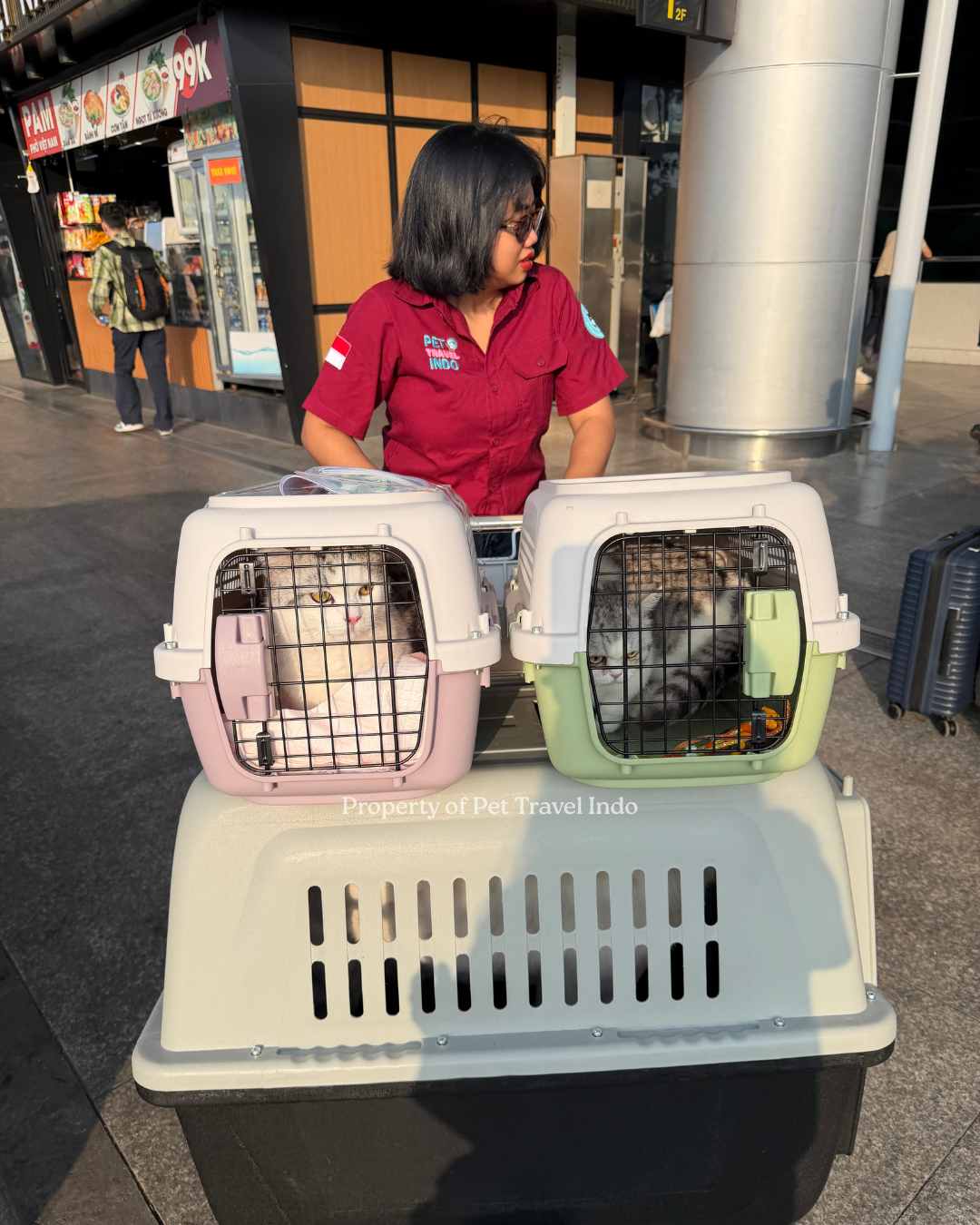 2 Cats 1 Dog from Cambodia 🇰🇭 to Indonesia 🇮🇩