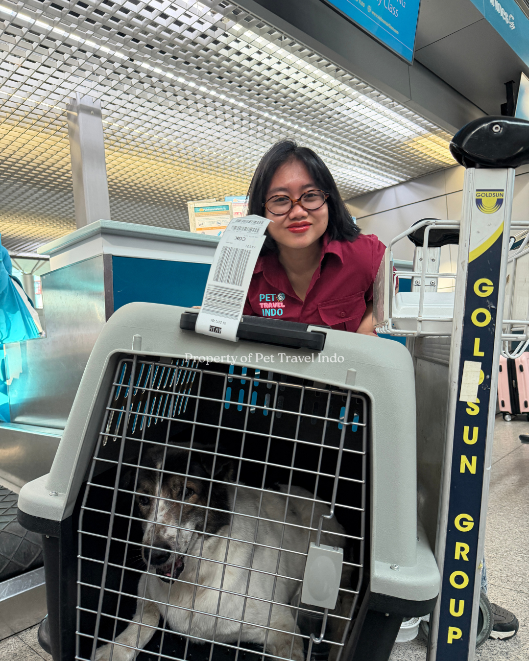 2 Cats 1 Dog from Cambodia 🇰🇭 to Indonesia 🇮🇩