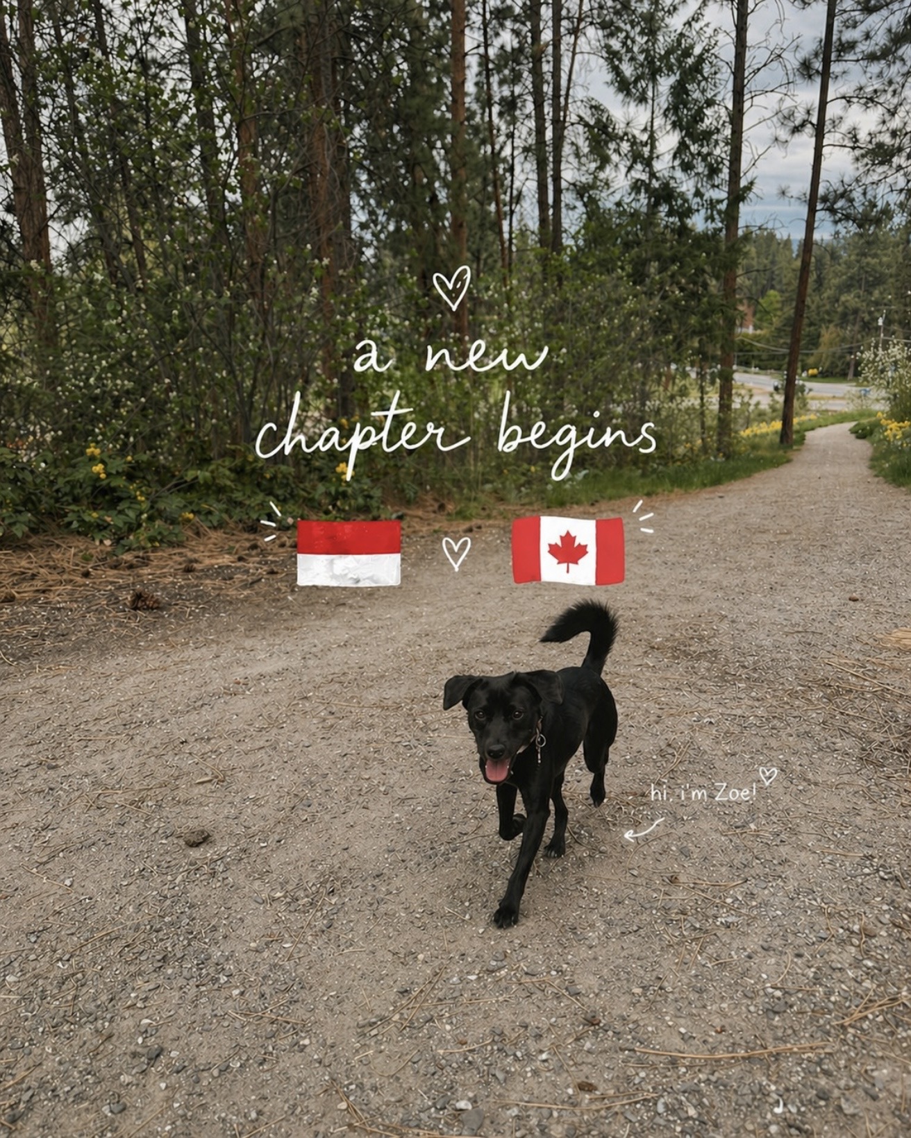 Zoe safely arrived at Canada